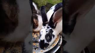 CUTE RABBIT EATING CORN ❤ |FOOD #rabbit#shorts#viral@Deetu22