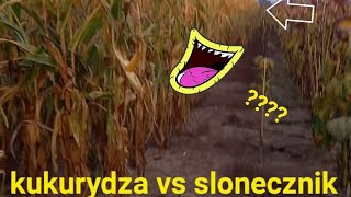 kukurydza vs słonecznik obalam mity !!!