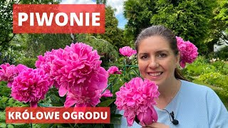 Jak uprawiać piwonie - królowe ogrodu