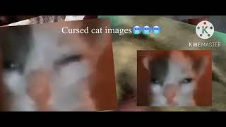 Cursed cat images, sry for not posting :P