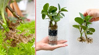 Растение Peperomia Obtusifolia обладает сильной жизненной силой в воде, офисный воздух всегда очищен