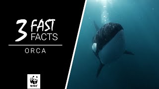 Orca | 3 Fast Facts