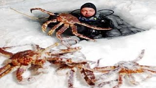 Amazing Alaskan King Crab Fishing Ice Sea || Great Fishing Skills You Seed To See