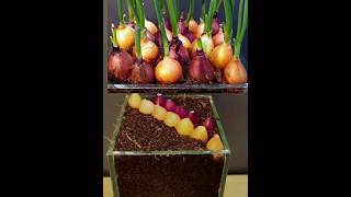 Viral Onion Cultivation in Kitchen #gardening #satisfying #fruits #shorts