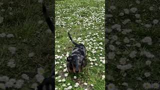 Dog Breeds: Watch This Dachshund Play in a Field of Flowers! 🌼🐾