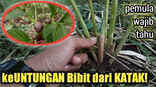 KEUNGGULAN TANAM PORANG DARI BIBIT KATAK||bibit katak,umbi mini,cabutan!