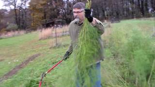 Fall Care of Asparagus