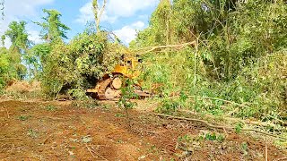 Challenges and Solutions for D6R XL Bulldozers in the Land Clearing Process