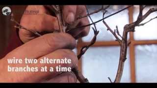 34) How to Wire Bonsai Trees - Bonsai Trees for Beginners