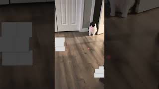 Where did it go #cat #laser #viral #shorts