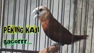 suara burung emprit peking kaji gacor isian kenari untuk masteran 272