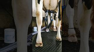 Cow Milking Machine.