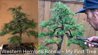 Yamadori Hemlock Bonsai Evolution