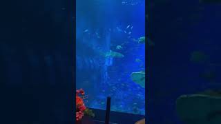 Singapore Underwater Dining at Ocean Restaurant - Singapore resort world #shorts