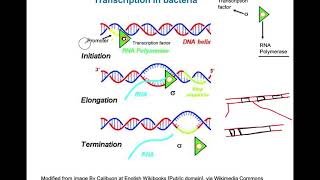 Transcription