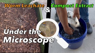 Worm Leachate & Compost Extraction Under the Microscope / How to check biology (Part 2)