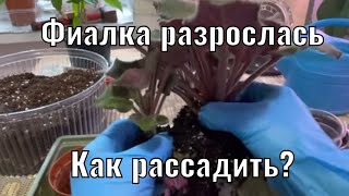 КАК рассадить РАЗРОСШУЮСЯ Фиалку?