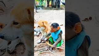 Monkeys and dogs ស្វា និងឆ្កែ #shorts  #monkeylove #monkeyvideo #monkeydluffy