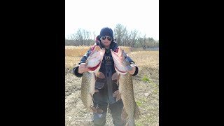 Опять трофей.  Рыбалка на спиннинг. Fishing trolling. Big pike. Сом.  Щука.