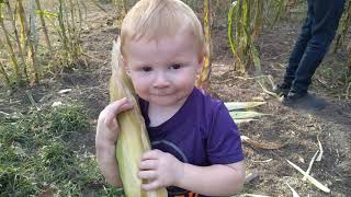 Time to pick the heirloom corn !