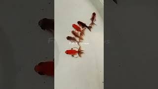 Baby goldfish #fish #aquariumfiltration #aquarium #aerator #aquariumtank #fishtank  #goldfish