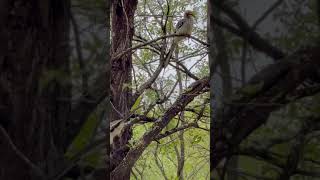 Hornbill stealing a mopane 🐛 #krugernationalpark #fight #scream #wildlife #4x4 #camping