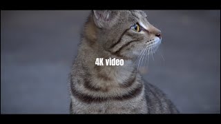 Sony 6300 4K video