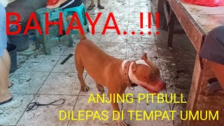 Anjing pitbull paling jinak sedunia