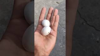 Kabri Ke Ande Bhi Kharab ho Gaye🥺 || #shorts #status #pigeon #kabootar #minivlog #viralshorts #birds