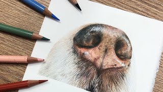 How To Draw a DOG NOSE in COLORED PENCIL | Drawing Tutorial