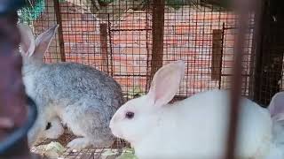 Rabbits for sale//Beautiful colours// location peddapalli Manthani