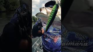 Barramundi Muara Takluk dengan Lure Daimaru Vargas #daimaruborntofish #shorts #viralvideo