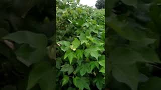 ARCON PANDAV COTTON SEEDS