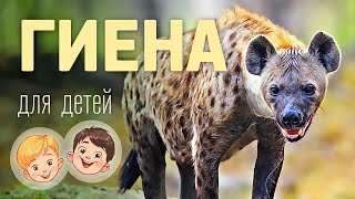 Гиена. Видео про животных для детей 3+