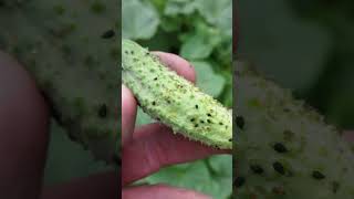 Putting Good Bugs Back in the Garden to Eat Bad Bugs