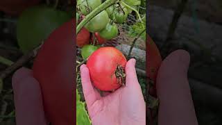 Harvest 🍅 #shortsvideo #canada #harvest