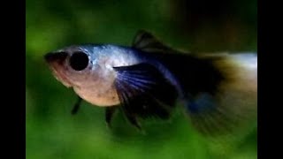 Panda Guppy - Fancy Guppies