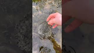 Frog eggs collected from drying pond