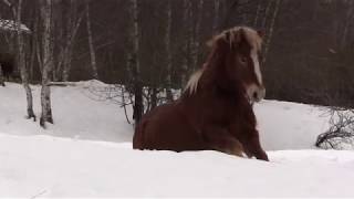 UN SALUTO INVERNALE DAI CAVALLI DEL BISBINO