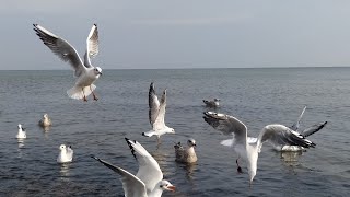 ЛЮБОВ та ВІРА 🇺🇦 в ЗСУ ПЕРЕМОЖУТЬ цю кляту війну.