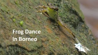 Frog Dance l Foot Flagging l Staurois guttatus l Sarawak l Borneo l Part 1