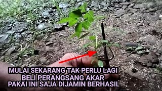 CARA STEK / TUMBUHKAN AKAR DENGAN BAHAN SEDERHANA DAN GRATIS