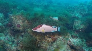 Offshore Tampa Hogfish and Snapper Fishing Report - January 2019 Winter Fishing