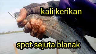 mancing belanak dikali kerikan tambak bedah pelabuhan kendal