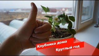 Видео о том как я выращиваю клубнику которая растет дома.