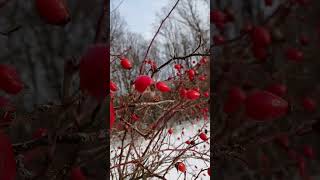 компот 🥤растет🍒 в лесу🪵🌲🌳