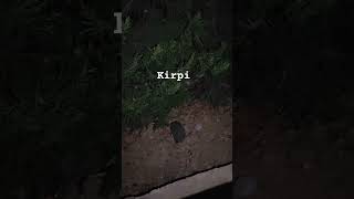 kirpi/hedgehog