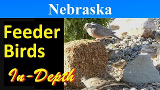 10 Most Common Feeder Birds of Nebraska [In-Depth]