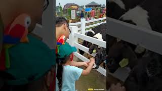 Memberi Minum Sapi di Cepogo Cheese Park