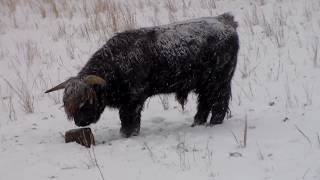 Scottish Highland in the Snow